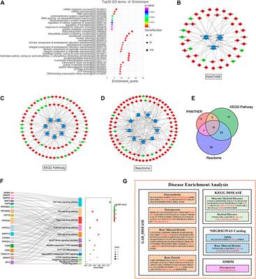 Integrated Analysis of lncRNA and mRNA Expression Profiles Indicates Age-Related Changes in Meniscus